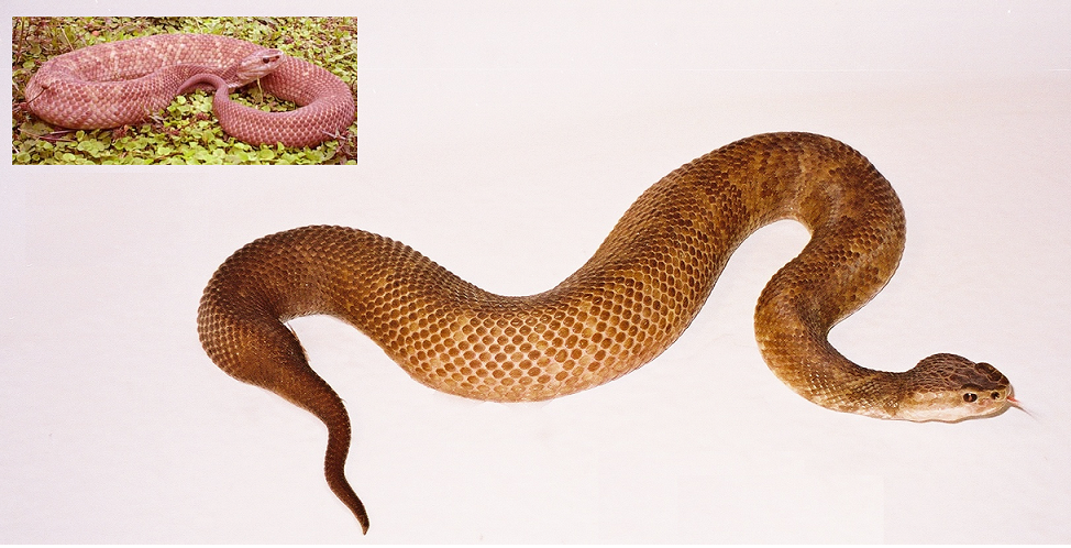 Pink Cottonmouth.bmp [1423 Kb]